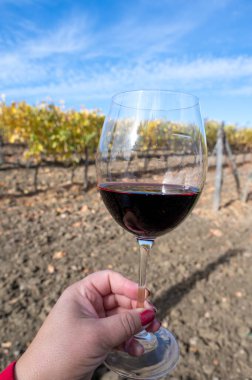 Montepulciano, Toskana, İtalya 'da sonbaharda arka planda tipik tepe üzüm bağları ve selvi ağacı olan kırmızı sangiovese şarabı tatmak