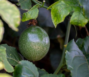 Tropikal çiftlikteki bitkide olgunlaşan yeşil tutku meyvesi.