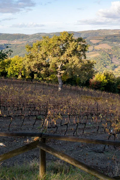 Dia Outono Colorido Vinhas Perto Vinho Que Faz Cidade Montalcino — Fotografia de Stock