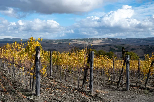 Bagno Vignoni Herbst Auf Den Weinbergen Der Toskana Reihen Gelber — Stockfoto