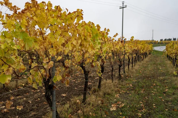 Rainy Autumn Day Vineyards Orvieto Umbria Rows Grape Plants Harvest — Stock Photo, Image