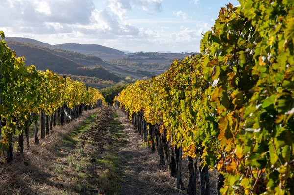Uitzicht Heuvels Kleurrijke Herfst Wijngaarden Buurt Van Wijnstad Montalcino Toscane — Stockfoto