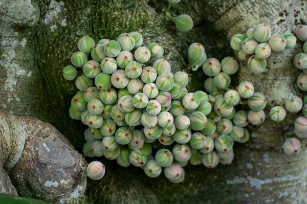 熱帯モザイクの果実と葉イチジクの木の葉植物園でIcus Assha — ストック写真