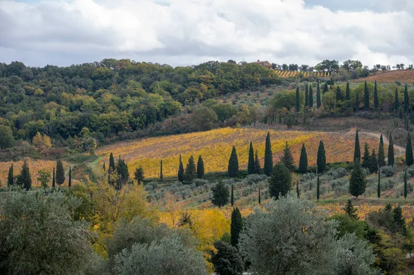 Caminando Sobre Colinas Cerca Abbazia Sant Antimo Montalcino Toscana Italia —  Fotos de Stock