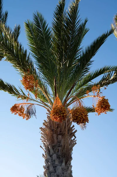 Plantación Fénix Palmera Datilera Con Racimos Llenos Frutas Datileras Naranjas — Foto de Stock