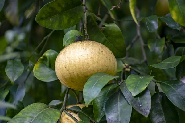 Grandi Agrumi Gialli Appesi All Albero Pomelo Nel Frutteto — Foto Stock