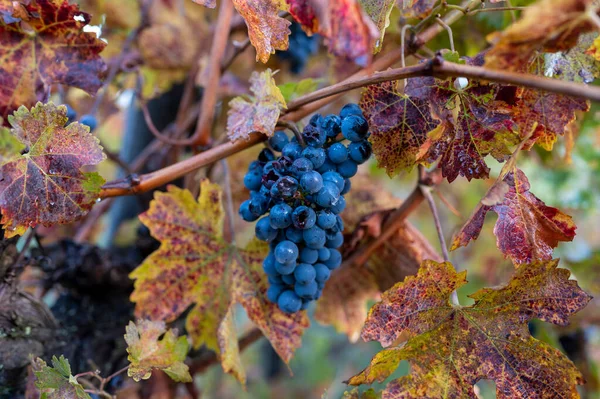 Colorido Otoño Los Viñedos Cerca Ciudad Elaboración Vino Montalcino Toscana —  Fotos de Stock