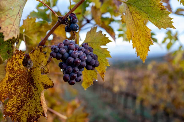 Farbenfroher Herbst Auf Weinbergen Der Nähe Der Weinbaustadt Montalcino Toskana — Stockfoto