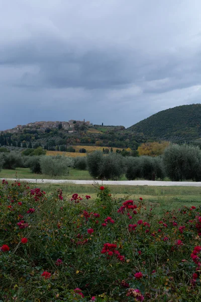 Promenader Kullar Nära Abbazia Sant Antimo Montalcino Toscana Italien Toscana — Stockfoto
