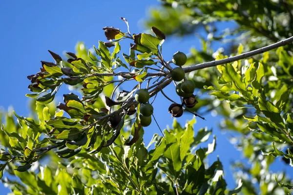 Twarde Zielone Australijskie Orzechy Makadamia Wiszące Gałęziach Dużym Drzewie Plantacji — Zdjęcie stockowe