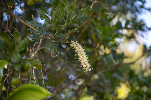 Σκληρά Πράσινα Αυστραλιανά Καρύδια Μακαντέμια Και Λευκά Λουλούδια Κρέμονται Κλαδιά — Φωτογραφία Αρχείου