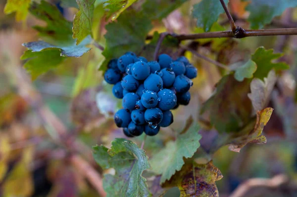 Colorful Autumn Vineyards Wine Making Town Montalcino Tuscany Ripe Blue — Stock Photo, Image