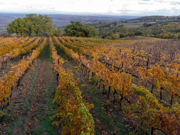 Farbenfroher Herbsttag Auf Weinbergen Der Nähe Der Weinbaustadt Montalcino Toskana — Stockfoto