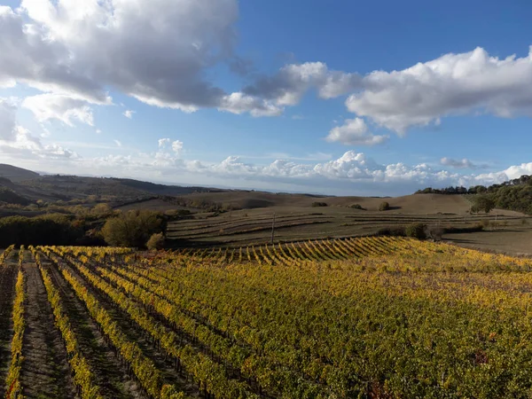 空中俯瞰群山 五彩缤纷的秋天 在意大利托斯卡纳蒙塔尔奇诺镇附近的葡萄园里 一排排的葡萄收获后 — 图库照片