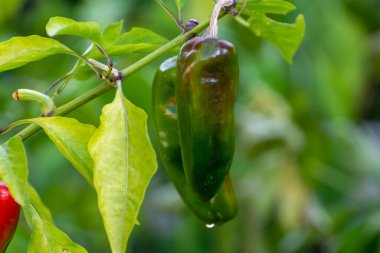 Sebze eko bahçesi, bitkinin üzerinde olgunlaşan kırmızı dolma biber.