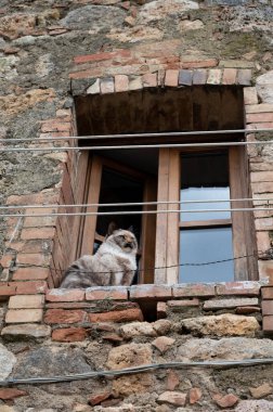 Tuscany, İtalya 'da Monteriggione tepesindeki ortaçağ kale kasabasında eski şehir duvarları içinde evler, pencerelerde kedi
