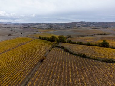 Sonbaharda İtalya 'nın Toskana kentindeki üzüm bağlarında sıralanmış sarı üzüm bitkilerine kuş bakışı bakış