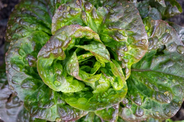 Alimentation Saine Salade Laitue Verte Poussant Dans Jardin Écologique Close — Photo