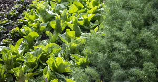 Alimentation Saine Salade Laitue Verte Fenouil Poussant Dans Jardin Écologique — Photo