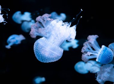 Phyllorhiza punctata denizanası, yüzen çan olarak da bilinir, Avustralya benekli, kahverengi ya da beyaz benekli deniz anası olarak da bilinir.