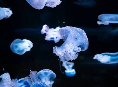 Phyllorhiza punctata denizanası, yüzen çan olarak da bilinir, Avustralya benekli, kahverengi ya da beyaz benekli deniz anası olarak da bilinir.