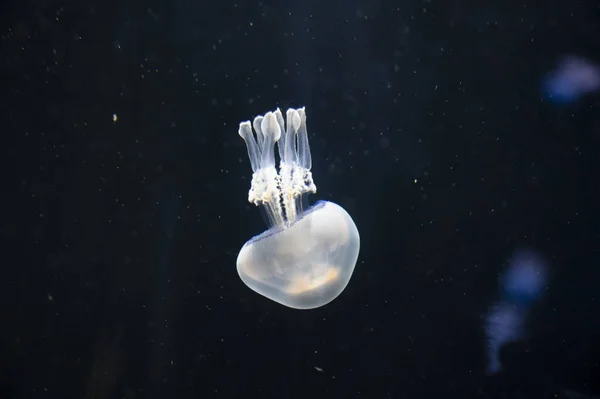 Aurelia Aurita Méduses Lune Commune Gelée Aux Soucoupes Sur Fond — Photo