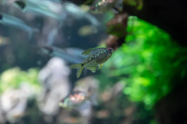 Красочные Тетра Рыбы Хобби Auqarium Зелеными Растениями Воды — стоковое фото