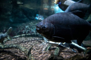 Tuzlu su ve farklı renklerde mercan resif balıklarıyla deniz akvaryumu yakınlaşır.