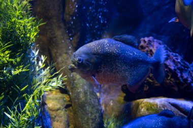 Deniz akvaryumu tuzlu su ve farklı renkte mercan resifi balığı kırmızı karınlı piranha.