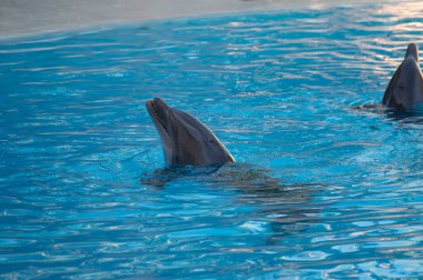 Eğitimli deniz hayvanları yunusları su gösterisinde turistlerin önünde mavi havuzda gösteri yapıyorlar.
