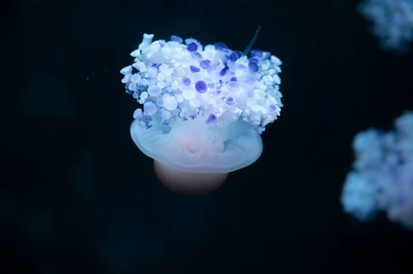 Rhizostoma Pulmo Barril Medusas Con Tapa Cubo Basura Sobre Fondo — Foto de Stock