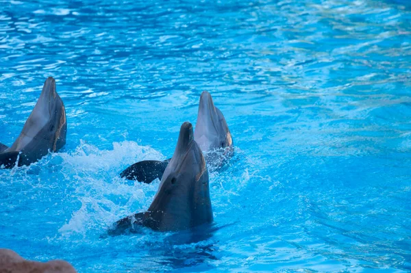 经过训练的海洋动物海豚在水上表演在游客面前的蓝色水池里 — 图库照片