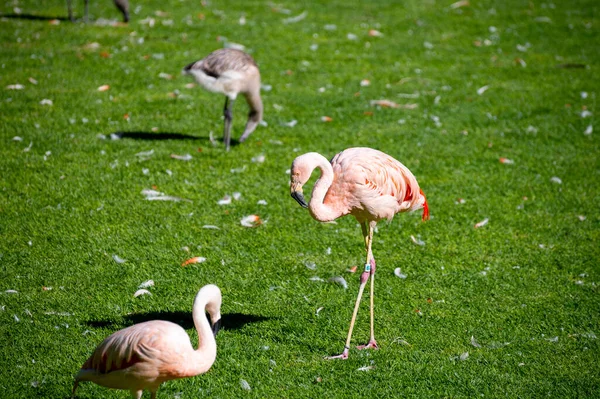 Kolonie Roze Flamingo Exotische Vogels Groen Gras — Stockfoto