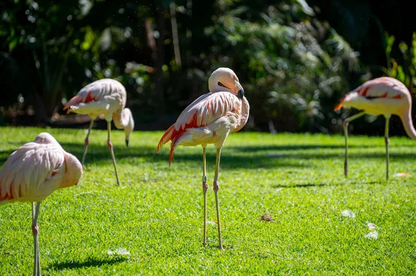 Colony Pink Flamingo Exotic Birds Green Grass — Stock Photo, Image