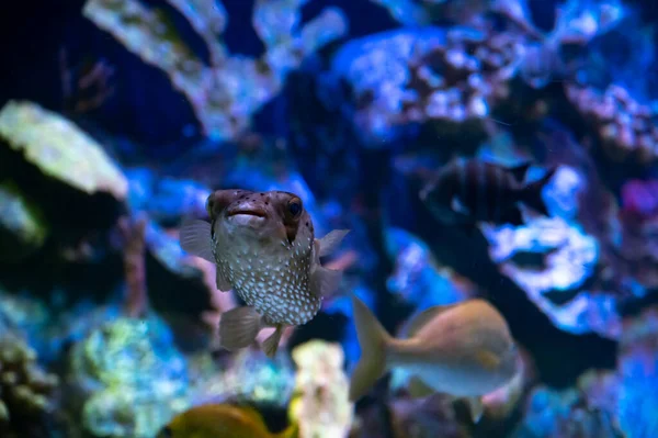 바닷물 산호초 물고기가 가까이 수족관 — 스톡 사진