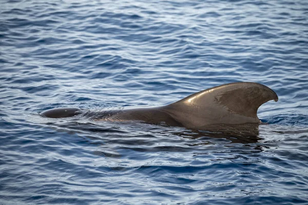 Observation Des Baleines Depuis Bateau Famille Baleines Aperçues Près Côte — Photo