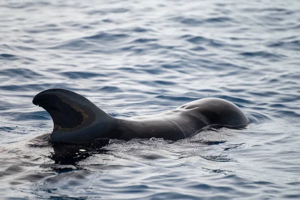 Avistamiento Ballenas Desde Embarcación Avistada Familia Ballenas Cerca Costa Tenerife — Foto de Stock