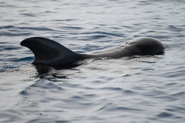 Wale Beobachten Vom Boot Aus Gesichtete Walfamilie Küstennähe Von Teneriffa — Stockfoto