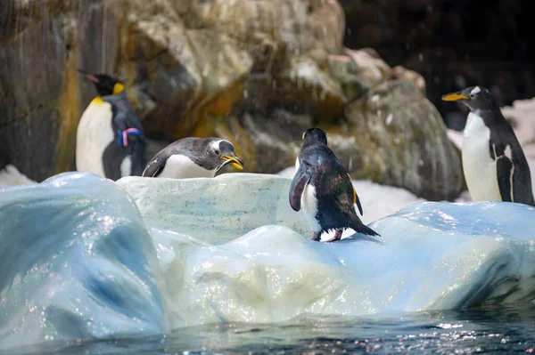 Koloni Gentoo Och Kejsare Pingviner Sjöfåglar Djurpark — Stockfoto