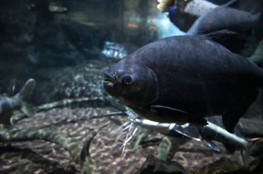 Tuzlu su ve farklı renklerde mercan resif balıklarıyla deniz akvaryumu yakınlaşır.