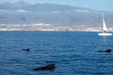 Tekneden izleyen balinalar, Tenerife kıyısında benekli balina ailesi, Kanarya adaları, kışın İspanya