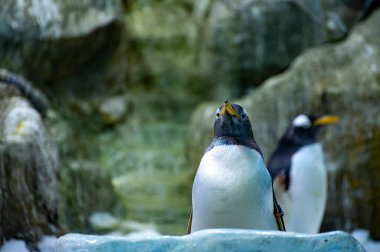 Gentoo ve imparator penguenler kolonisi Hayvanat bahçesinde deniz kuşları