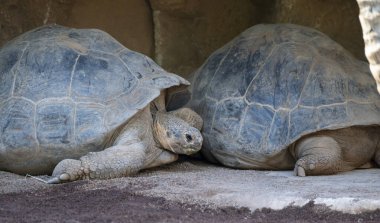 Büyük yetişkin Galapagos kaplumbağası ya da Chelonoidis Nijer kaplumbağası kumun üzerinde dinleniyor.