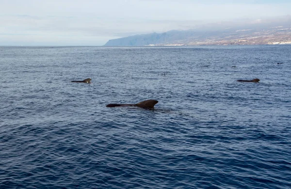 西班牙加那利群岛特内里费岛海岸附近的鲸鱼在船上观看 — 图库照片