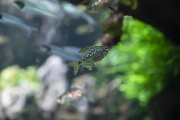 Coloridos Peces Tetra Hobby Auqarium Con Plantas Agua Verde —  Fotos de Stock