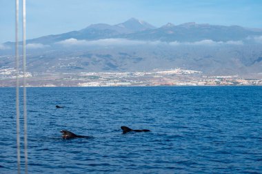 Tekneden izleyen balinalar, Tenerife kıyısında benekli balina ailesi, Kanarya adaları, kışın İspanya