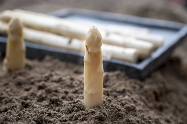 New season of white asparagus vegetable, harvesting of ripe high quality Dutch white asparagus close up clipart