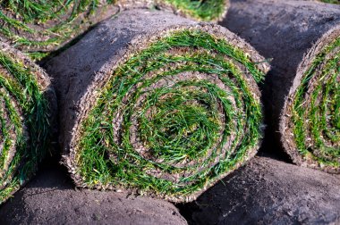 Bahçe yenileme çalışmaları devam ediyor. Baharda ekime hazır yeni yeşil santraller.