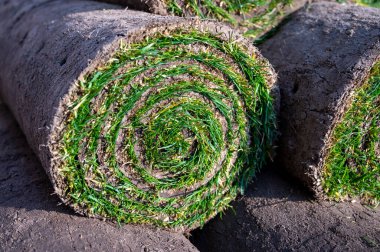 Bahçe yenileme çalışmaları devam ediyor. Baharda ekime hazır yeni yeşil santraller.
