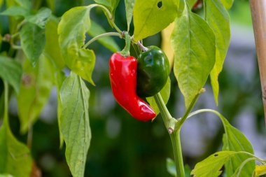 Sebze eko bahçesi, bitkinin üzerinde olgunlaşan kırmızı dolma biber.